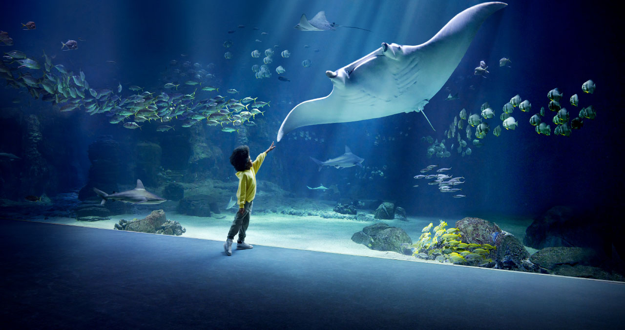 Ressentez l'appel de l'océan à Nausicaá