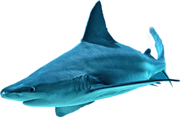 Requin à Nausicaá